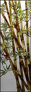 Bamboo