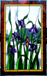 Oklahoma Irises