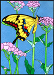 Arizona Butterfly
