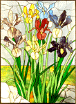 Beautiful Irises