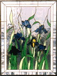 Summer Irises