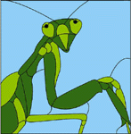 Praying Mantis